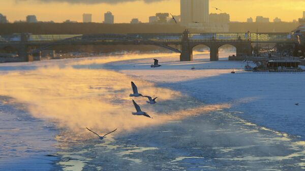 Чайки над Москва-рекой. Архивное фото Чайки над Москва-рекой. Архивное фото