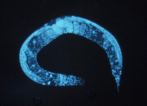 Фотография нематоды Caenorhabditis elegans Фотография нематоды Caenorhabditis elegans