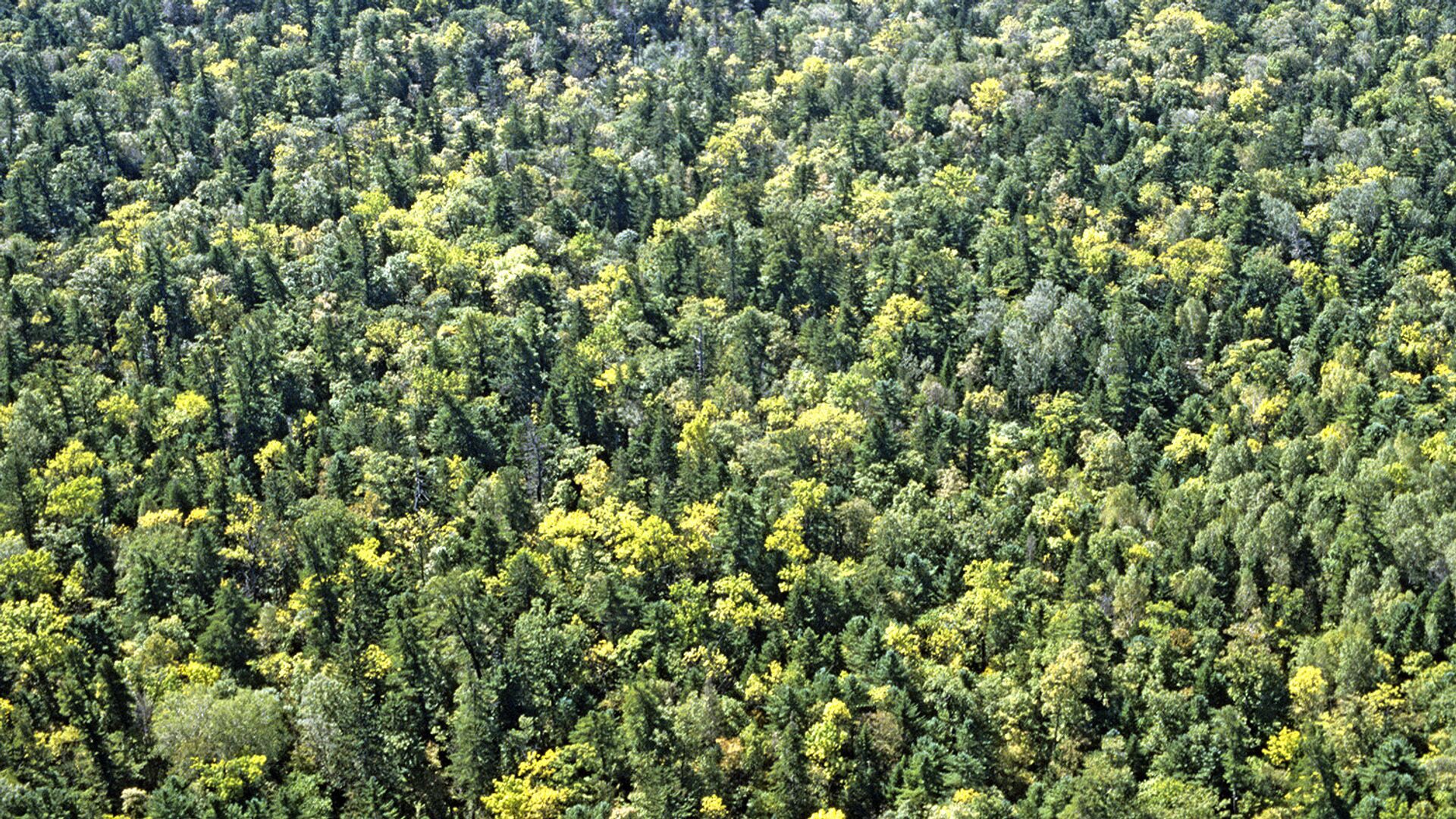 Склад леса Приморье