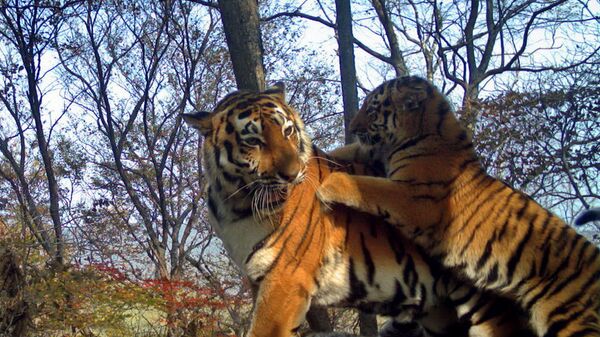 Тигриное семейство в нацпарке Земля леопарда. Архивное фото