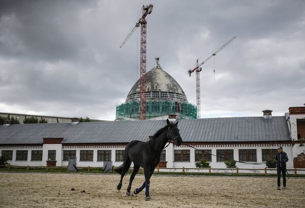 Лошадь на выводном кругу возле павильонов комплекса Коневодство на ВДНХ Лошадь на выводном кругу возле павильонов комплекса Коневодство на ВДНХ