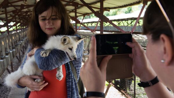 Посетители фотографируются с ручной лисой на экспериментальной звероферме Института цитологии и генетики Сибирского отделения РАН Посетители фотографируются с ручной лисой на экспериментальной звероферме Института цитологии и генетики Сибирского отделения РАН