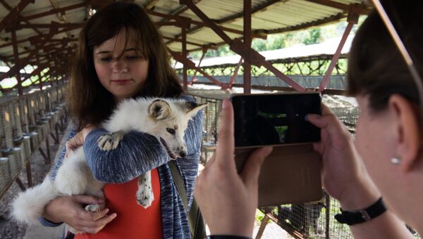 Посетители фотографируются с ручной лисой на экспериментальной звероферме Института цитологии и генетики Сибирского отделения РАН Посетители фотографируются с ручной лисой на экспериментальной звероферме Института цитологии и генетики Сибирского отделения РАН