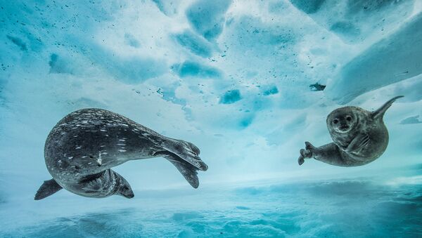 Работа фотографа из Франции Laurent Ballesta Swim gym в категории Поведение: Млекопитающие в финале конкурса Wildlife Photographer of the Year 2017 Работа фотографа из Франции Laurent Ballesta Swim gym в категории Поведение: Млекопитающие в финале конкурса Wildlife Photographer of the Year 2017