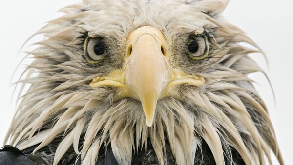 Работа фотографа из Германии Klaus Nigge Bold eagle в категории Портреты животных в финале конкурса Wildlife Photographer of the Year 2017 Работа фотографа из Германии Klaus Nigge Bold eagle в категории Портреты животных в финале конкурса Wildlife Photographer of the Year 2017