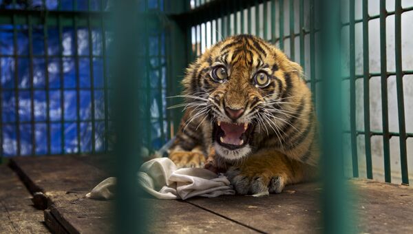 Работа фотографа из США Steve Winter Saved but caged в категории Одиночное изображение в финале конкурса Wildlife Photographer of the Year 2017 Работа фотографа из США Steve Winter Saved but caged в категории Одиночное изображение в финале конкурса Wildlife Photographer of the Year 2017