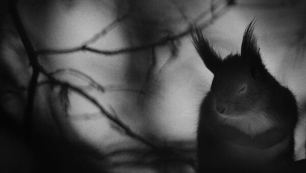 Работа фотографа из Швеции Mats Andersson Winter pause в категории Черное и белое в финале конкурса Wildlife Photographer of the Year 2017 Работа фотографа из Швеции Mats Andersson Winter pause в категории Черное и белое в финале конкурса Wildlife Photographer of the Year 2017