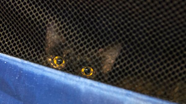 Эрмитажный кот в переноске в котокафе Республика кошек, в котором ежемесячно проходят благотворительные акции Все оттенки кошачьего по раздаче кошек в добрые руки 