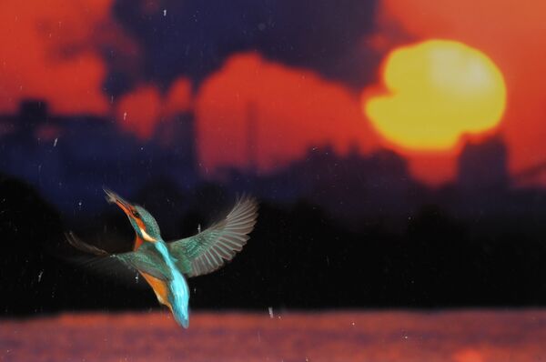Jose Luis Rodriguez. Flight for Life Jose Luis Rodriguez. Flight for Life