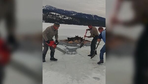 Мужчины топором, лопатой и бензопилой прорубали путь застрявшим во льдах лосям Мужчины топором, лопатой и бензопилой прорубали путь застрявшим во льдах лосям