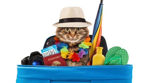 Кошка собралась в отпуск