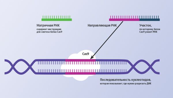 Как работает геномный редактор CRISPR-Cas9 Как работает геномный редактор CRISPR-Cas9