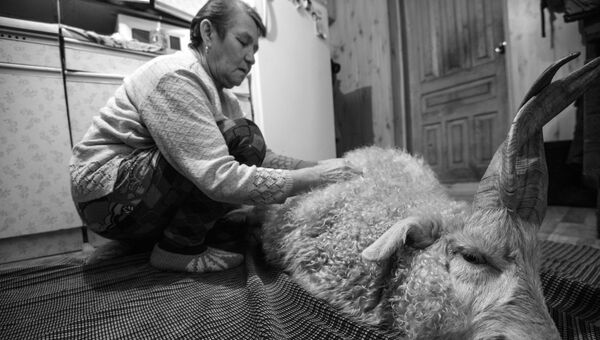 Латифа Иксанова вычесывает пух с оренбургской козы в поселке Татарский Саракташ Оренбургской области Латифа Иксанова вычесывает пух с оренбургской козы в поселке Татарский Саракташ Оренбургской области