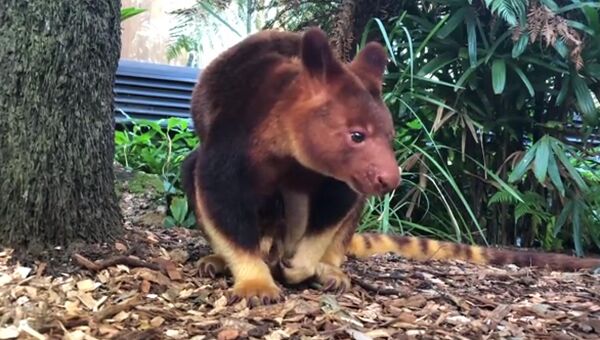 Кенгуру в зоопарке Taronga Zoo, Сидней Кенгуру в зоопарке Taronga Zoo, Сидней
