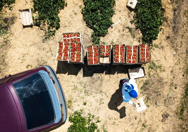 Во время сбора урожая клубники в Краснодарском крае Во время сбора урожая клубники в Краснодарском крае