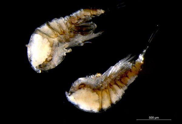 Harpacticoida Copepoda Harpacticoida Copepoda