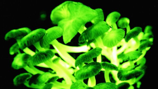 Биолюминесцентные грибы Mycena lucentipes Биолюминесцентные грибы Mycena lucentipes