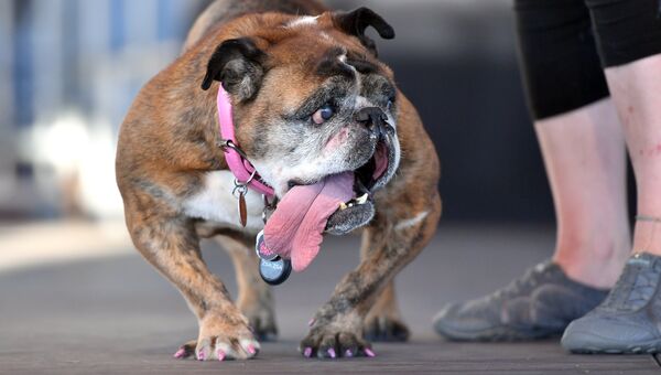 Собака на конкурсе Самая уродливая собака в мире(World's Ugliest Dog) Собака на конкурсе Самая уродливая собака в мире(World's Ugliest Dog)
