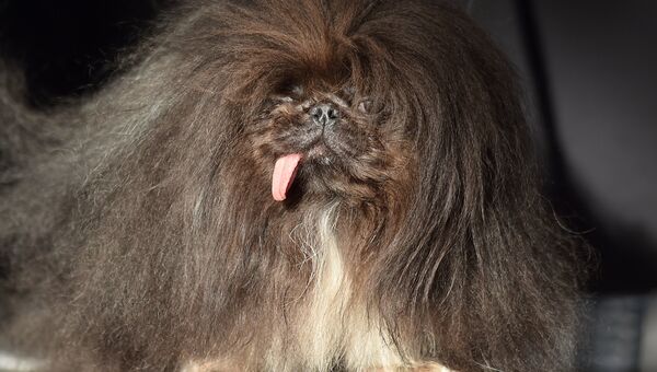Собака на конкурсе Самая уродливая собака в мире(World's Ugliest Dog) Собака на конкурсе Самая уродливая собака в мире(World's Ugliest Dog)