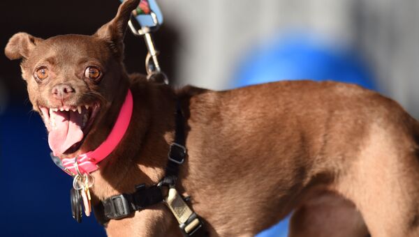 Собака на конкурсе Самая уродливая собака в мире(World's Ugliest Dog) Собака на конкурсе Самая уродливая собака в мире(World's Ugliest Dog)
