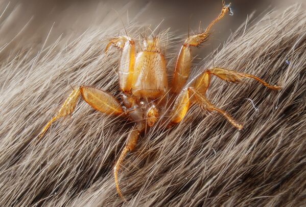 Кровососущий паразит Nycteribiidae на теле мыши Кровососущий паразит Nycteribiidae на теле мыши