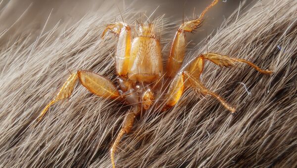 Кровососущий паразит Nycteribiidae на теле мыши Кровососущий паразит Nycteribiidae на теле мыши