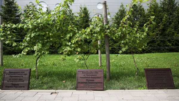 Виноградные лозы от президента РФ Владимира Путина (в центре), от председателя правительства РФ Дмитрия Медведева (справа) и от уполномоченного при президенте РФ по защите прав предпринимателей Бориса Титова, посаженные на территории завода шампанских вин Абрау-Дюрсо в Краснодарском крае Виноградные лозы от президента РФ Владимира Путина (в центре), от председателя правительства РФ Дмитрия Медведева (справа) и от уполномоченного при президенте РФ по защите прав предпринимателей Бориса Титова, посаженные на территории завода шампанских вин Абрау-Дюрсо в Краснодарском крае