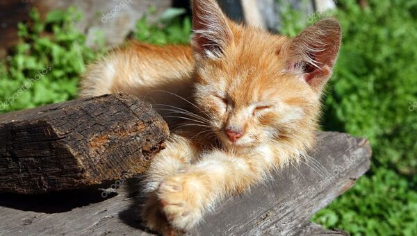 Котенок Котенок