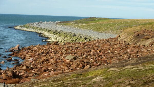 Моржи на лежбище Чукотского полуострова. Архивное фото Моржи на лежбище Чукотского полуострова. Архивное фото