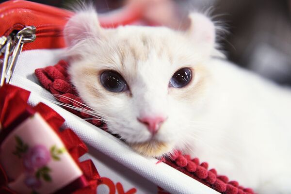 Кошка породы американский керл на международной выставке Жемчужное шоу кошек Кошка породы американский керл на международной выставке Жемчужное шоу кошек
