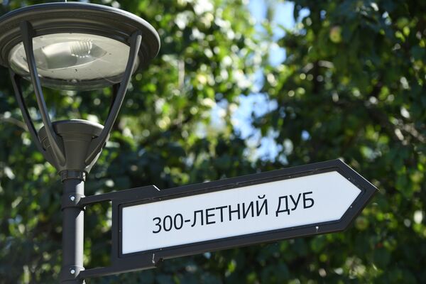 Указатель на 300-летний дуб Указатель на 300-летний дуб