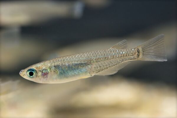 Oryzias latipes Oryzias latipes