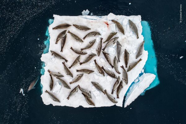 Работа фотографа Cristobal Serrano. Победители конкурса Wildlife Photographer of the Year 2018 Работа фотографа Cristobal Serrano. Победители конкурса Wildlife Photographer of the Year 2018