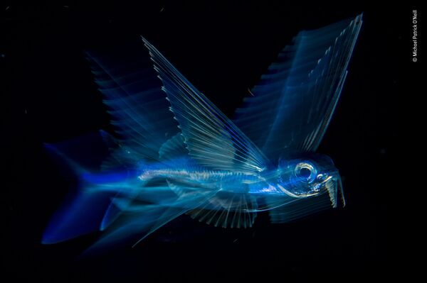 Работа фотографа Michael Patrick O'Neill. Победители конкурса Wildlife Photographer of the Year 2018 Работа фотографа Michael Patrick O'Neill. Победители конкурса Wildlife Photographer of the Year 2018