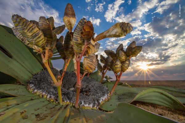 Работа фотографа Jen Guyton. Победители конкурса Wildlife Photographer of the Year 2018 Работа фотографа Jen Guyton. Победители конкурса Wildlife Photographer of the Year 2018