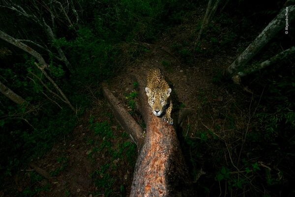 Работа фотографа Alejandro Prieto. Победители конкурса Wildlife Photographer of the Year 2018 Работа фотографа Alejandro Prieto. Победители конкурса Wildlife Photographer of the Year 2018