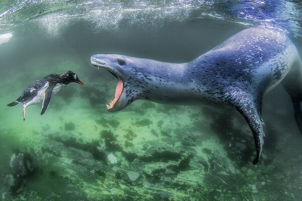 Снимок Facing Reality фотографа из США Amos Nachoum, занявший первое место в категории Animals in their Environment в конкурсе Siena International Photo Awards 2018 Снимок Facing Reality фотографа из США Amos Nachoum, занявший первое место в категории Animals in their Environment в конкурсе Siena International Photo Awards 2018