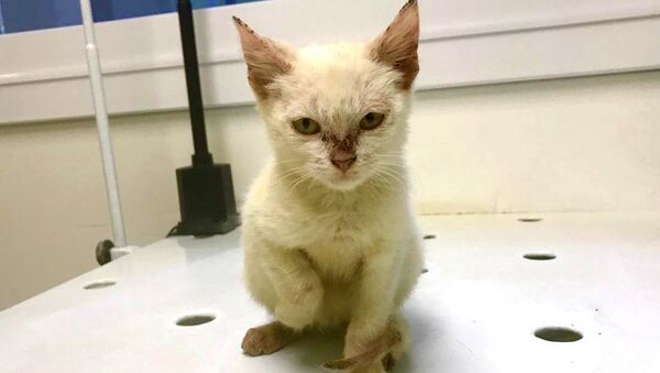 Золотой котенок после осмотра в ветеринарной клинике Золотой котенок после осмотра в ветеринарной клинике
