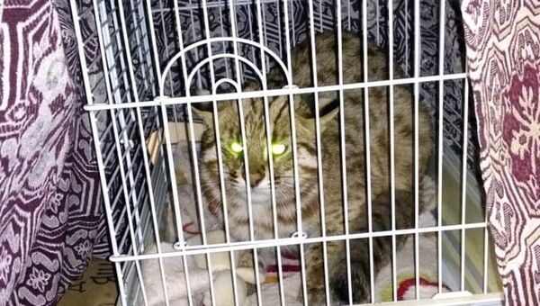 К визит-центру нацпарка Земля леопарда в Приморье подкинули котенка краснокнижного дальневосточного лесного кота К визит-центру нацпарка Земля леопарда в Приморье подкинули котенка краснокнижного дальневосточного лесного кота