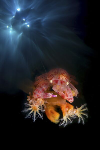 Работа победителя конкурса Nature Photographer of The Year 2018. Marchione Giacomo Работа победителя конкурса Nature Photographer of The Year 2018. Marchione Giacomo