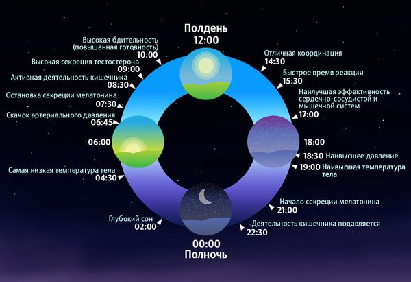 Циркадные ритмы Циркадные ритмы