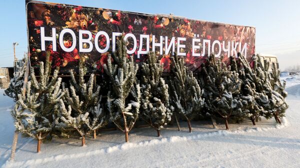 Елки, предназначенные для продажи на новогодние праздники Елки, предназначенные для продажи на новогодние праздники