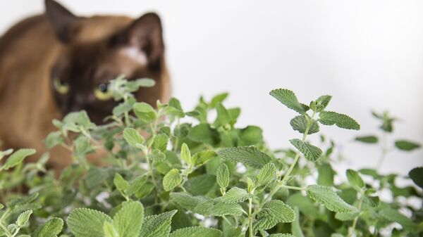 Кошка и котовник Кошка и котовник