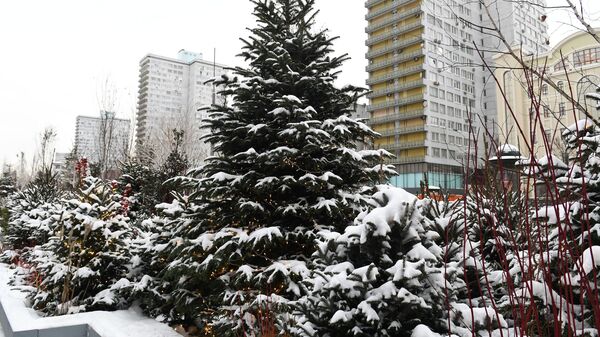 Аллея ёлок в сквере на Новом Арбате. Аллея ёлок в сквере на Новом Арбате.