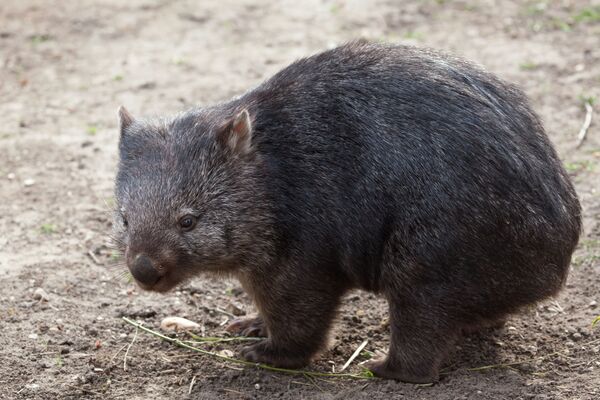 Вомбат (Vombatus ursinus) Вомбат (Vombatus ursinus)