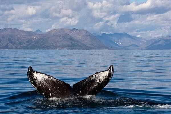 Кит в море Кит в море