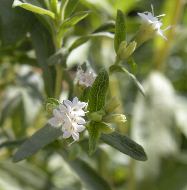 Стевия (Stevia rebaudiana) Стевия (Stevia rebaudiana)