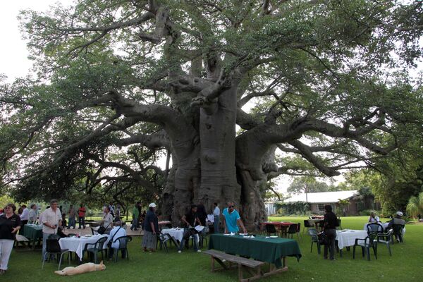 Big Baobab Pub Big Baobab Pub