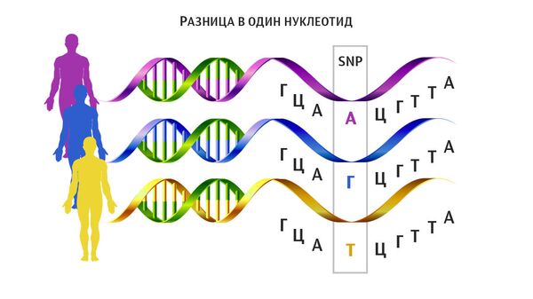 Однонуклеотидный полиморфизм Однонуклеотидный полиморфизм