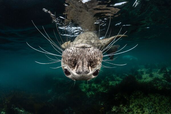 Работа победителя конкурса фотографии 2018 Ocean Art Underwater Photo Contest Работа победителя конкурса фотографии 2018 Ocean Art Underwater Photo Contest